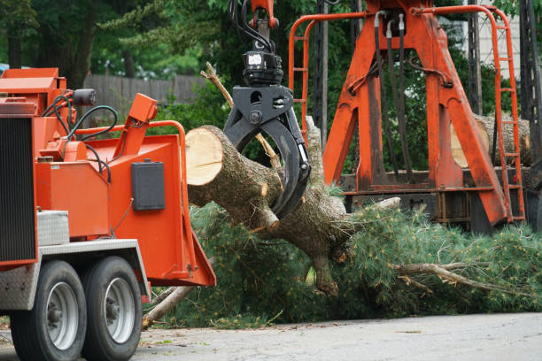 The Steps Involved in Our Tree Care Process in Belville, NC